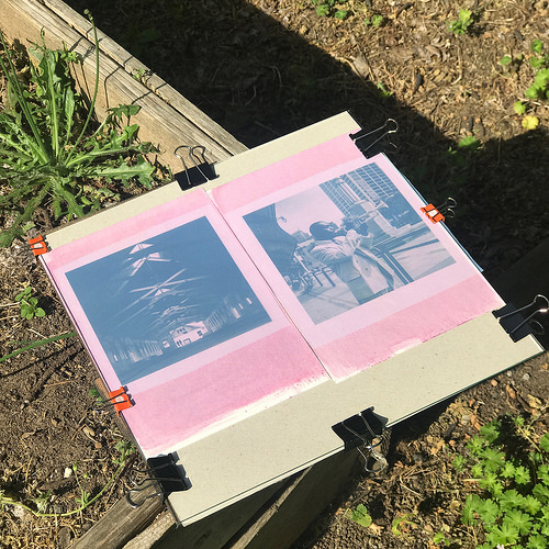 Raspberry anthotype prints, in progress