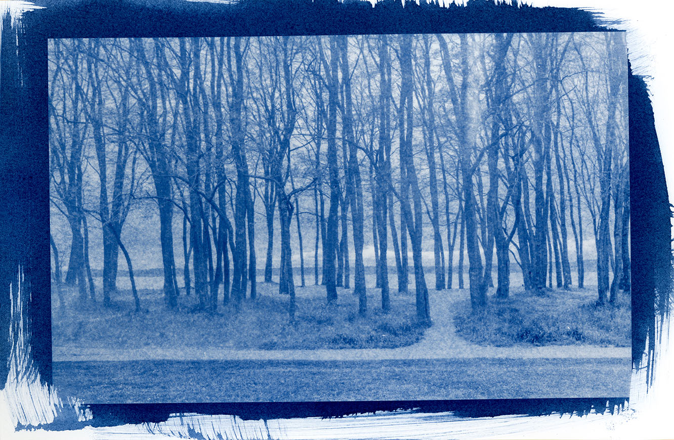 cyanotype, golden gardens, seattle, 2018