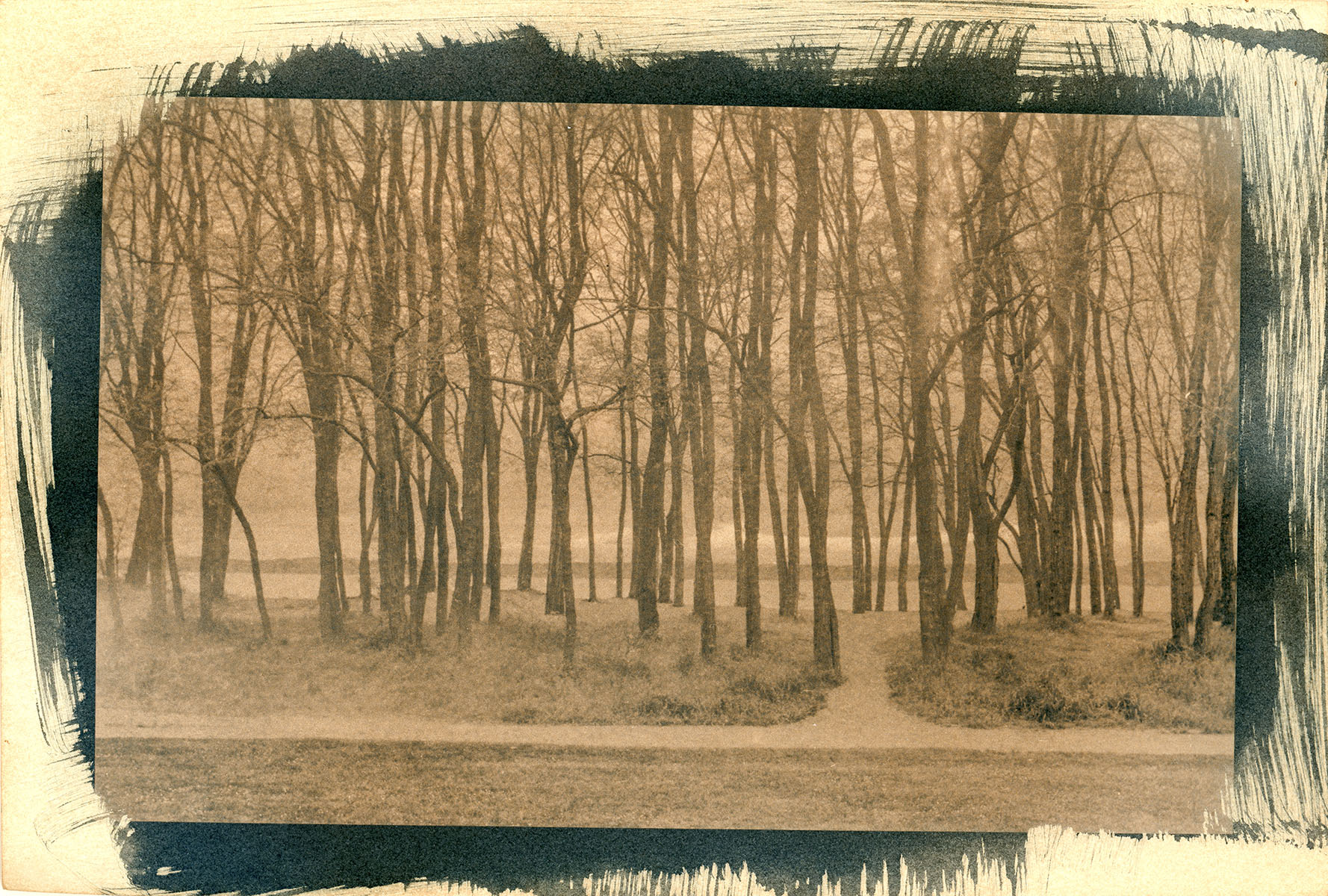 cyanotype and tea, golden gardens, seattle, 2018