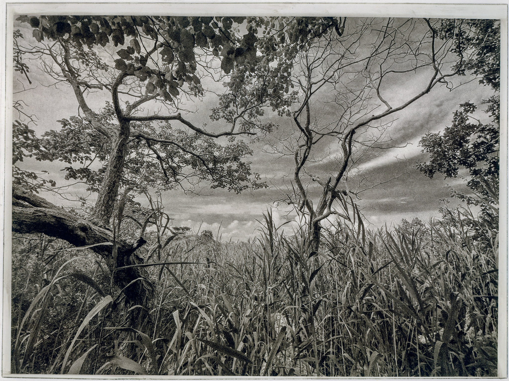 Fire Island - Photogravure print 2022